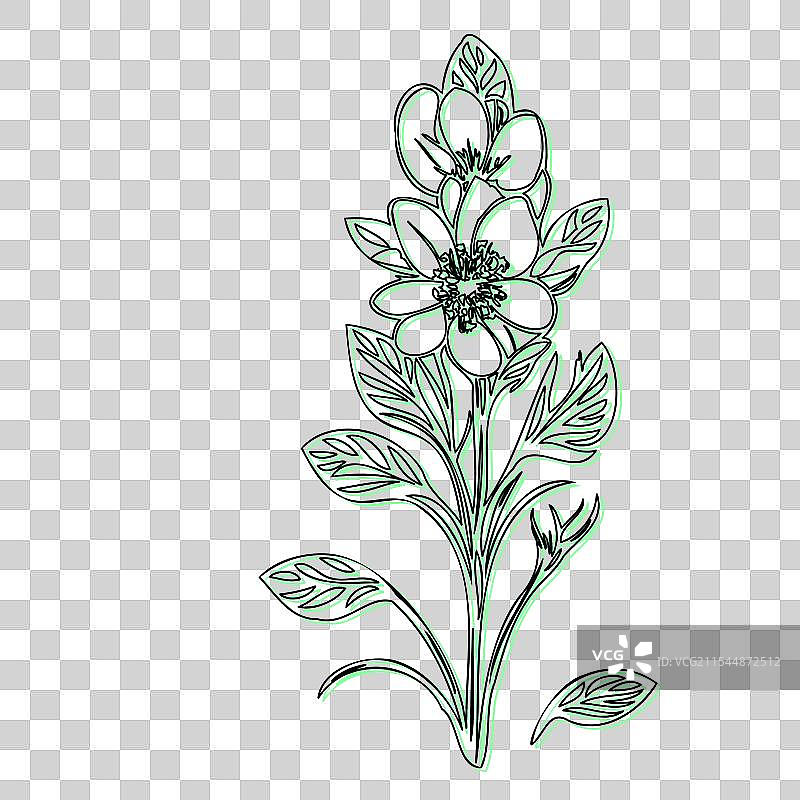 蓝盆花植物素描轮廓阴影图片素材