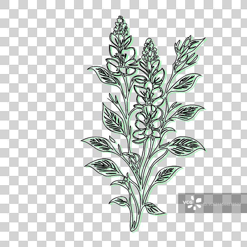 蓝盆花植物素描轮廓阴影图片素材