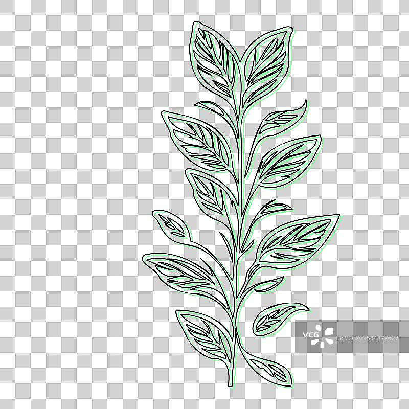 蓝盆花植物素描轮廓阴影图片素材