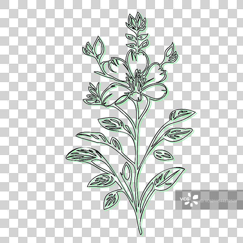 蓝盆花植物素描轮廓阴影图片素材