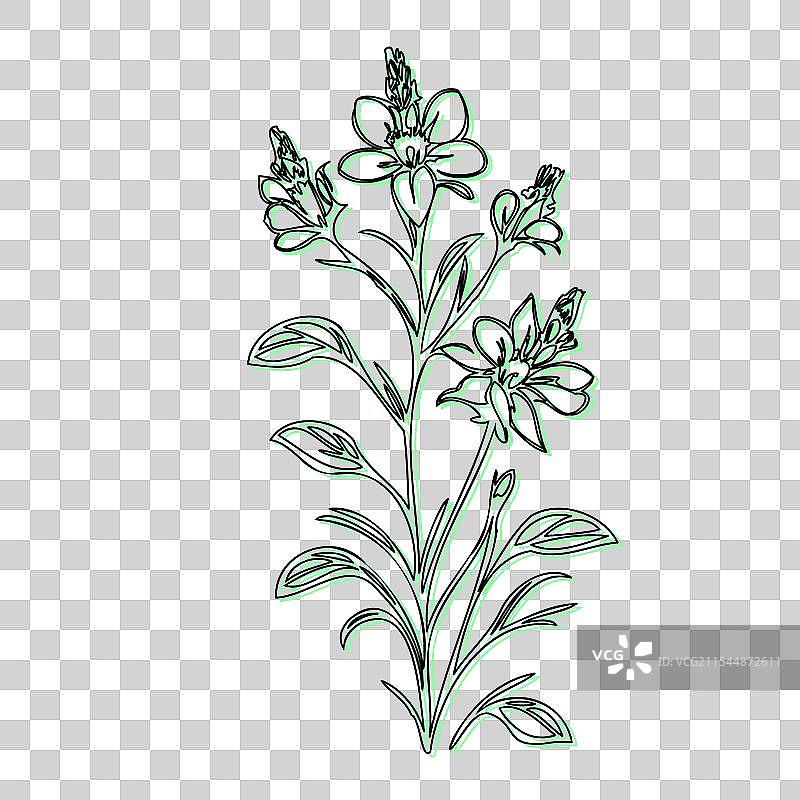 蓝盆花植物素描轮廓阴影图片素材