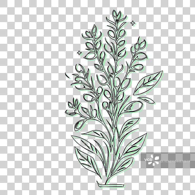 蓝盆花植物素描轮廓阴影图片素材