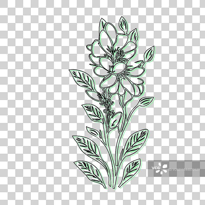 蓝盆花植物素描轮廓阴影图片素材