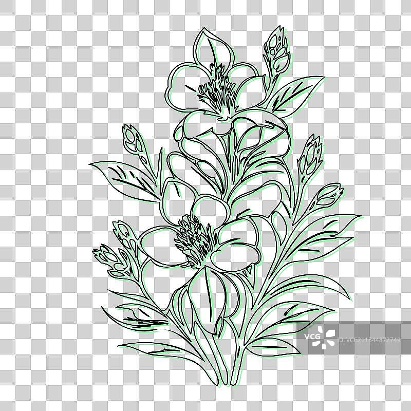 蓝盆花植物素描轮廓阴影图片素材