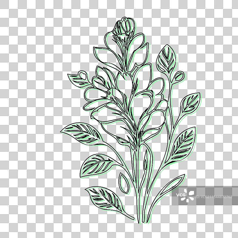 蓝盆花植物素描轮廓阴影图片素材