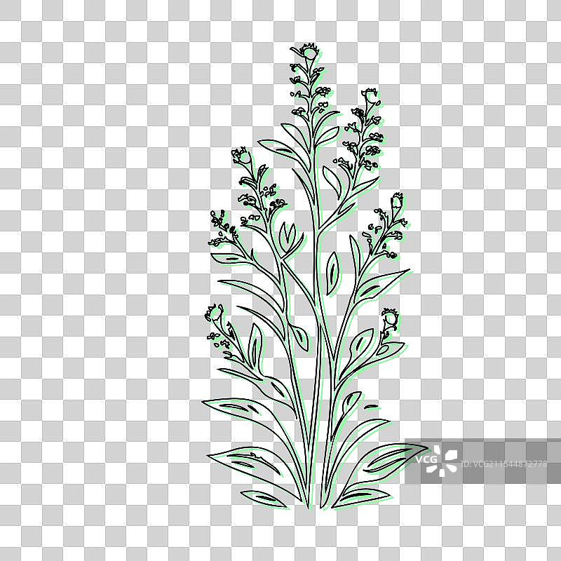 蓝盆花植物素描轮廓阴影图片素材