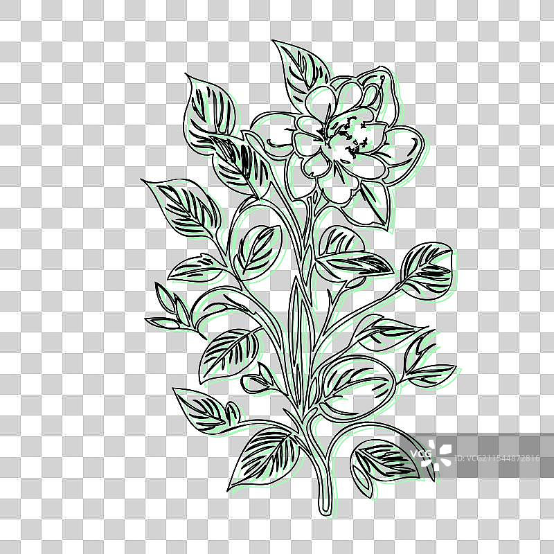 青色的黑心兰花植物素描轮廓阴影图片素材