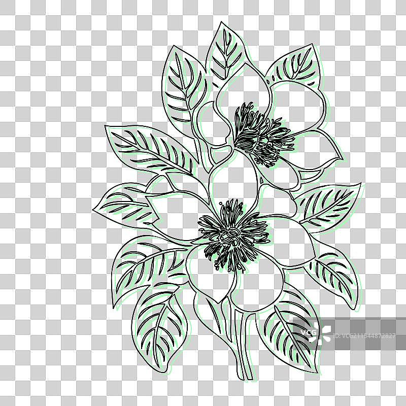 青色的黑心兰花植物素描轮廓阴影图片素材