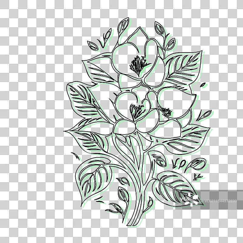 青色的黑心兰花植物素描轮廓阴影图片素材