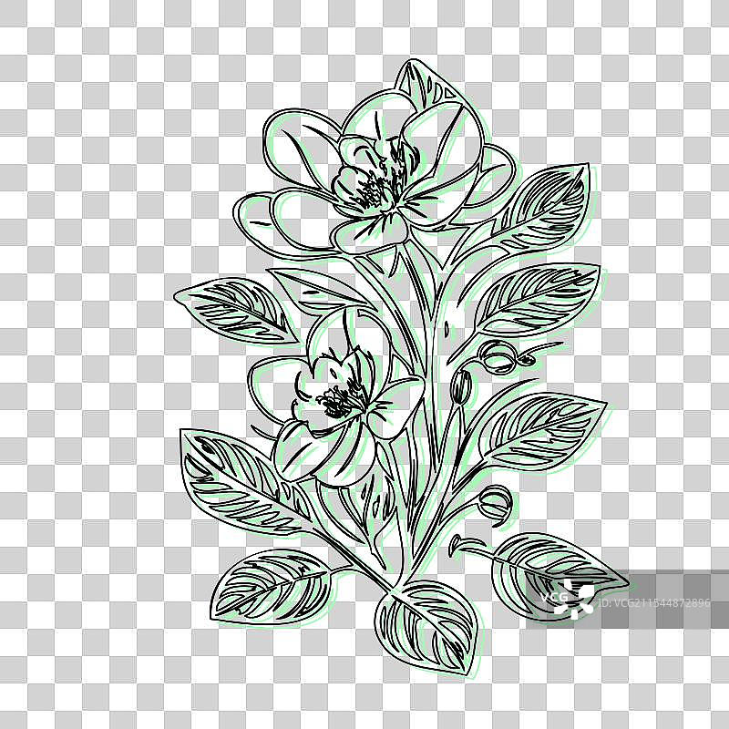 青色的黑心兰花植物素描轮廓阴影图片素材