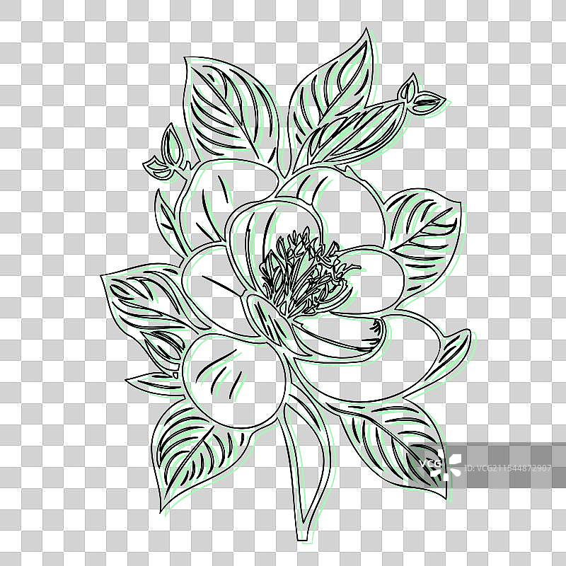 青色的黑心兰花植物素描轮廓阴影图片素材