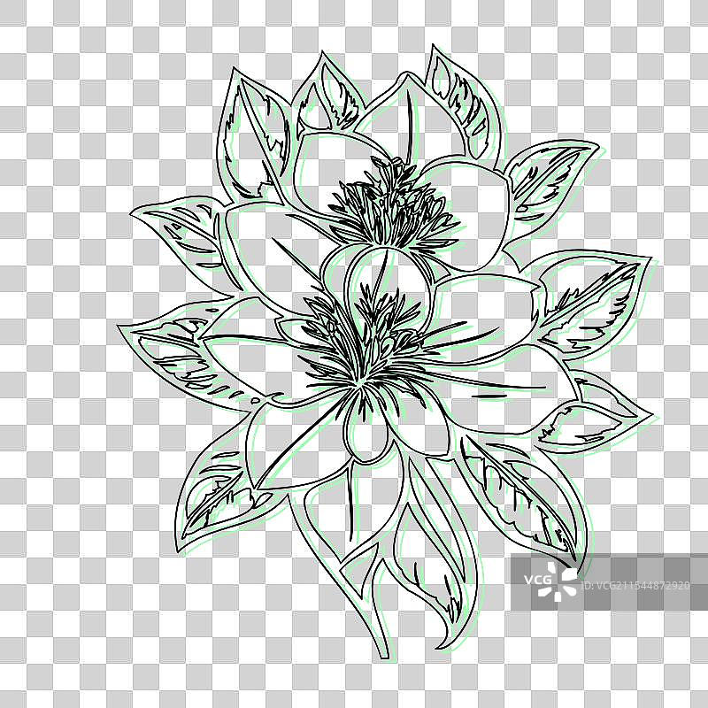 青色的黑心兰花植物素描轮廓阴影图片素材