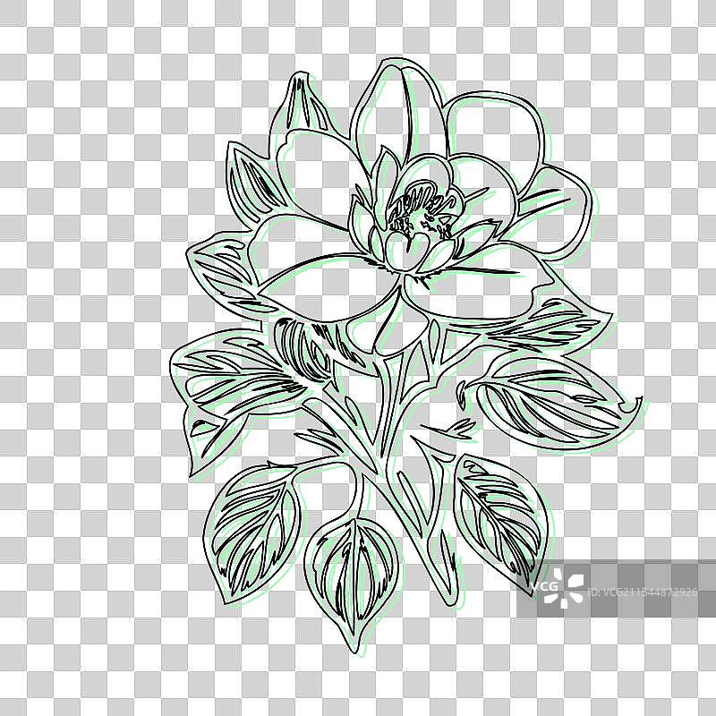 青色的黑心兰花植物素描轮廓阴影图片素材