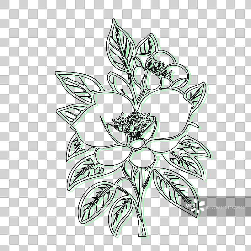 青色的黑心兰花植物素描轮廓阴影图片素材