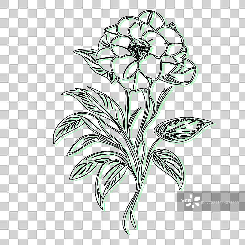 青色的黑心兰花植物素描轮廓阴影图片素材