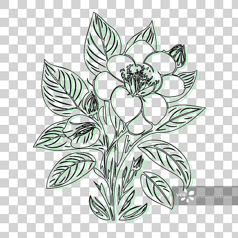 青色的黑心兰花植物素描轮廓阴影图片素材