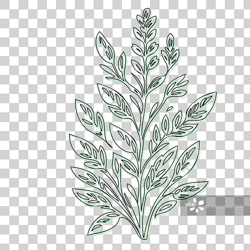 紫花狼毒花植物素描轮廓阴影绿色图片素材