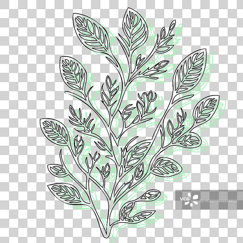 紫藤花植物素描轮廓阴影绿色图片素材