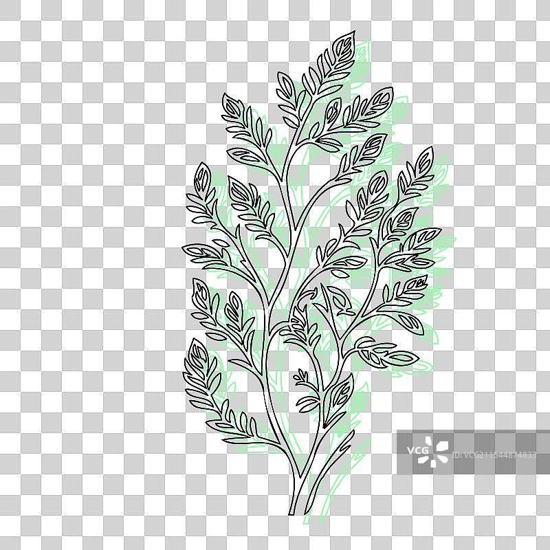 紫藤花植物素描轮廓阴影绿色图片素材