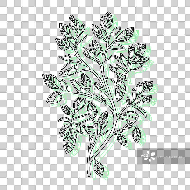 紫藤花植物素描轮廓阴影绿色图片素材