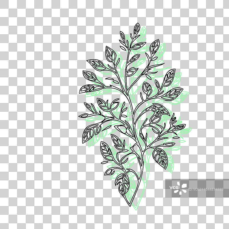 紫藤花植物素描轮廓阴影绿色图片素材