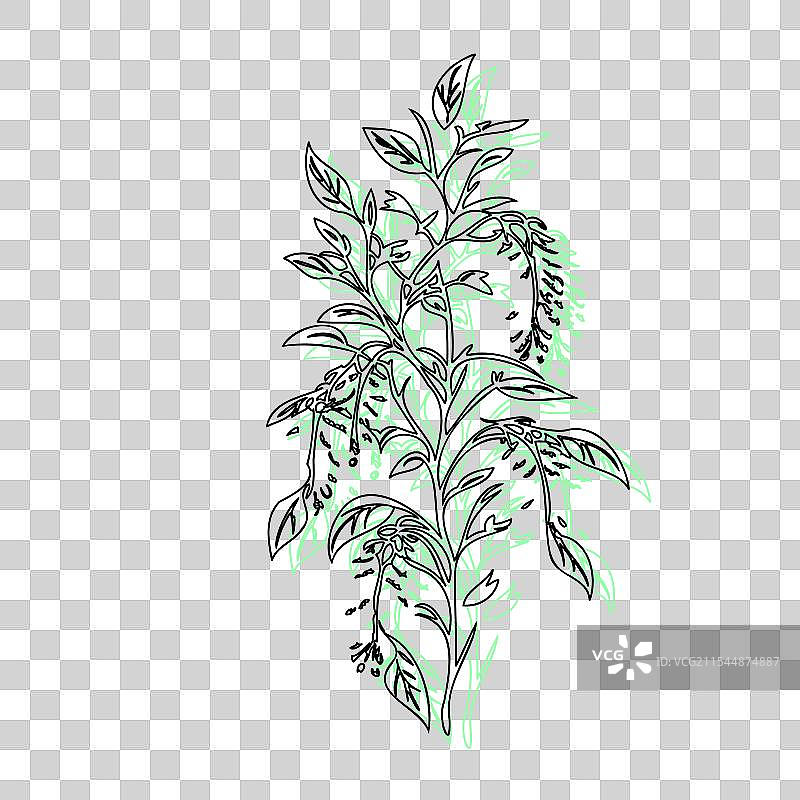 紫藤花植物素描轮廓阴影绿色图片素材