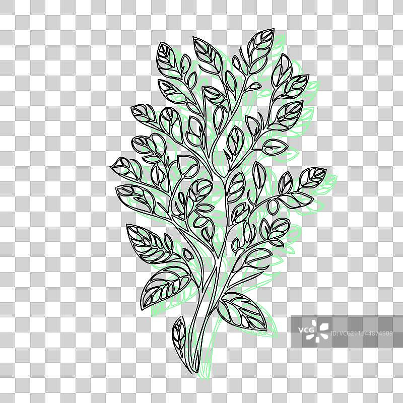 紫藤花植物素描轮廓阴影绿色图片素材