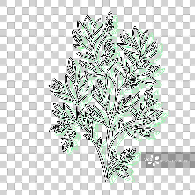 紫藤花植物素描轮廓阴影绿色图片素材