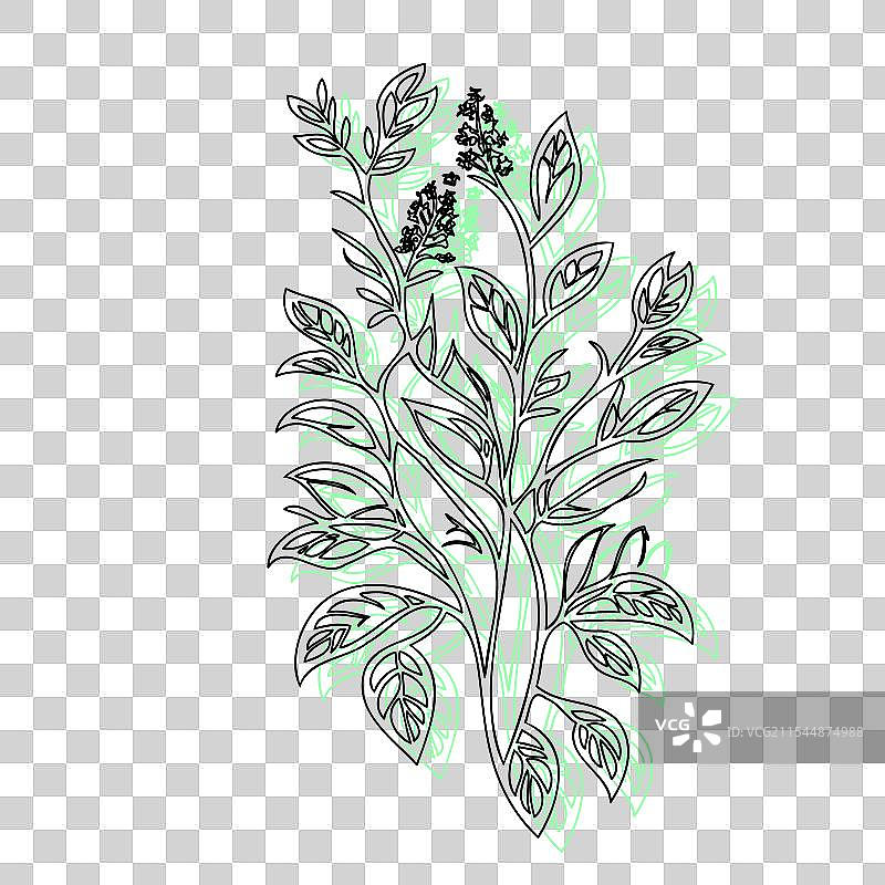 紫藤花植物素描轮廓阴影绿色图片素材