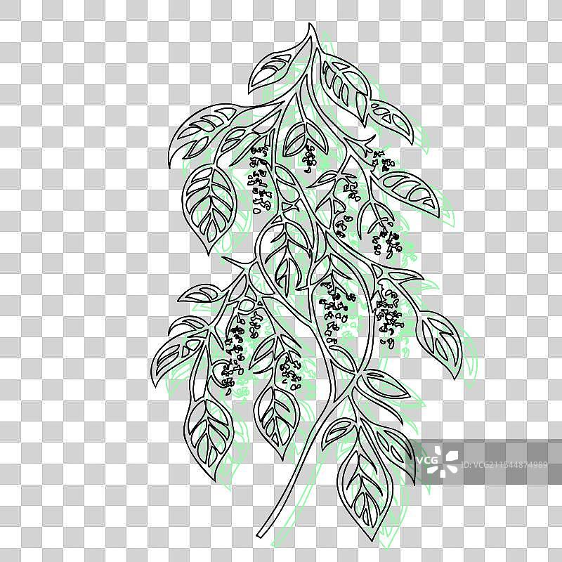 紫藤花植物素描轮廓阴影绿色图片素材