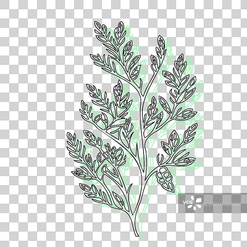 紫藤花植物素描轮廓阴影绿色图片素材