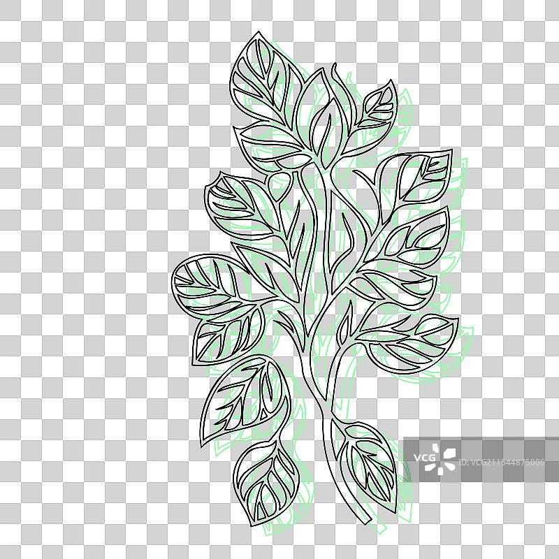 紫藤花植物素描轮廓阴影绿色图片素材