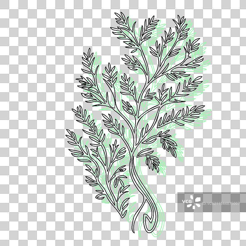 紫藤花植物素描轮廓阴影绿色图片素材