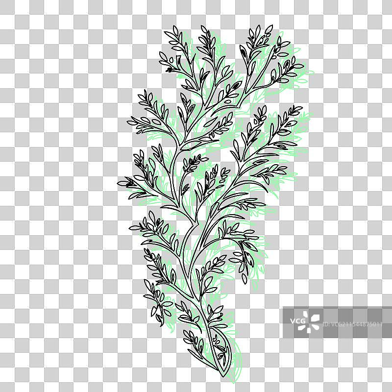 紫藤花植物素描轮廓阴影绿色图片素材