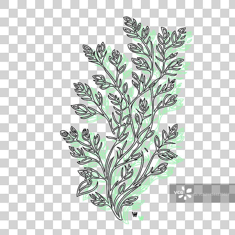 紫藤花植物素描轮廓阴影绿色图片素材