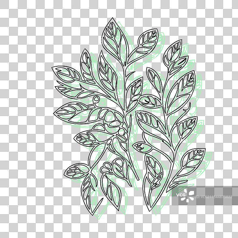 紫藤花植物素描轮廓阴影绿色图片素材