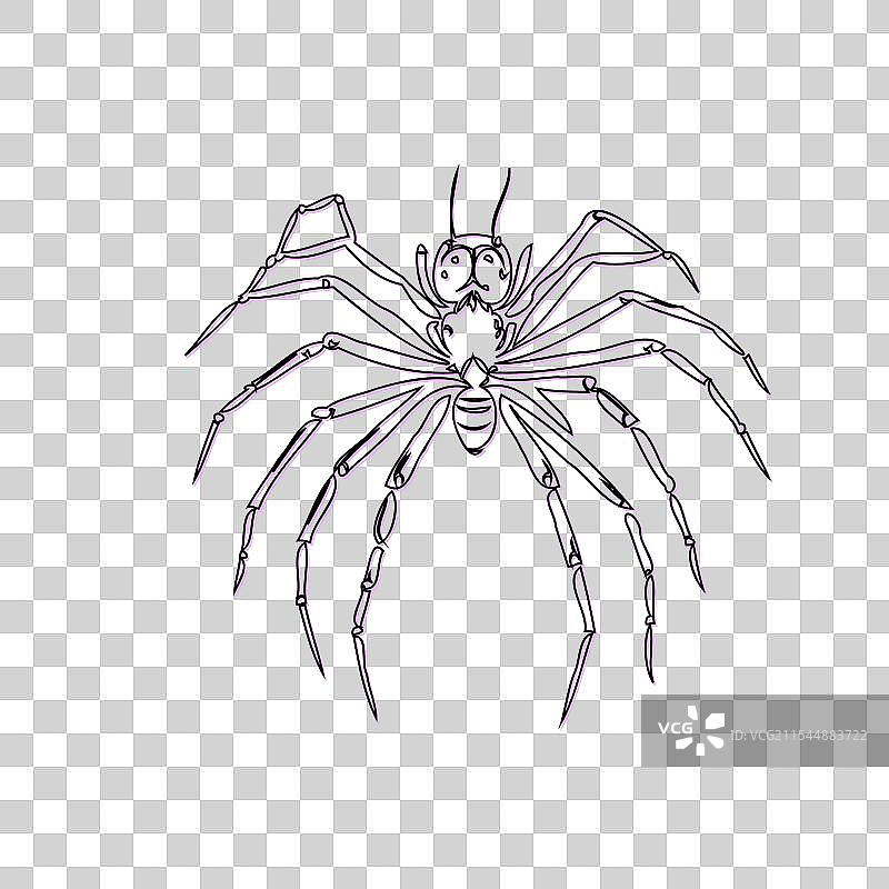 紫色的万圣节蜘蛛素描轮廓阴影图片素材