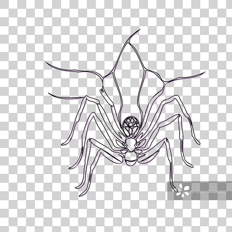紫色的万圣节蜘蛛素描轮廓阴影图片素材