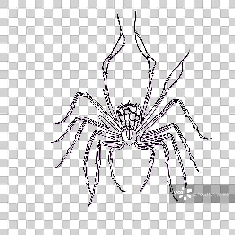 紫色的万圣节蜘蛛素描轮廓阴影图片素材