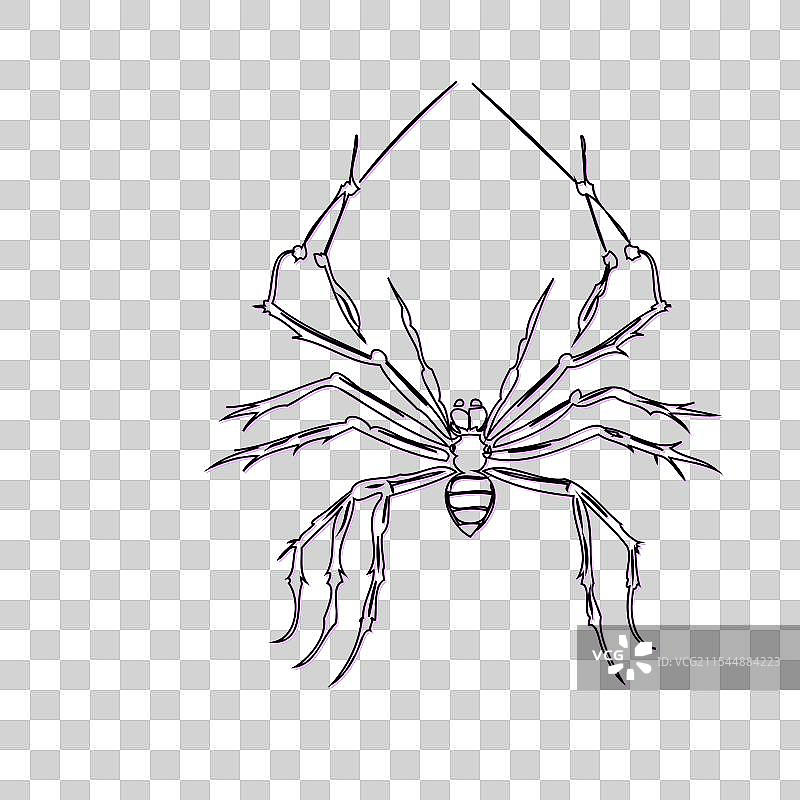 紫色的万圣节蜘蛛素描轮廓阴影图片素材