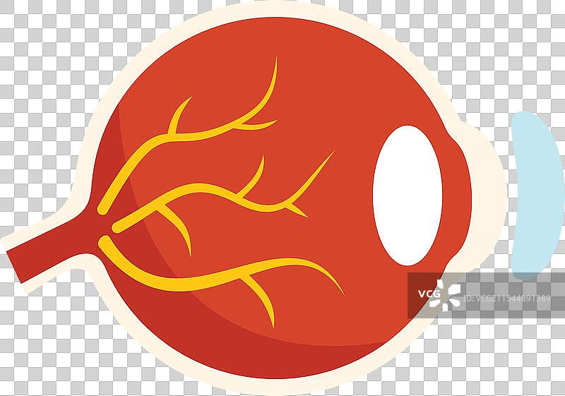 人眼球解剖结构，显示巩膜、虹膜和瞳孔图片素材