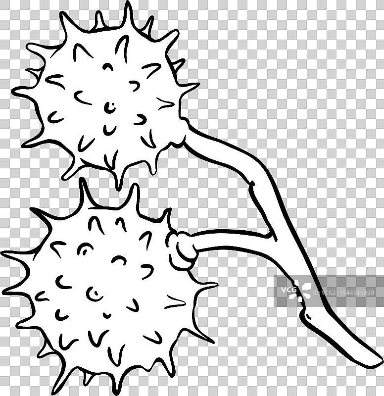 孤立的栗子轮廓图片素材