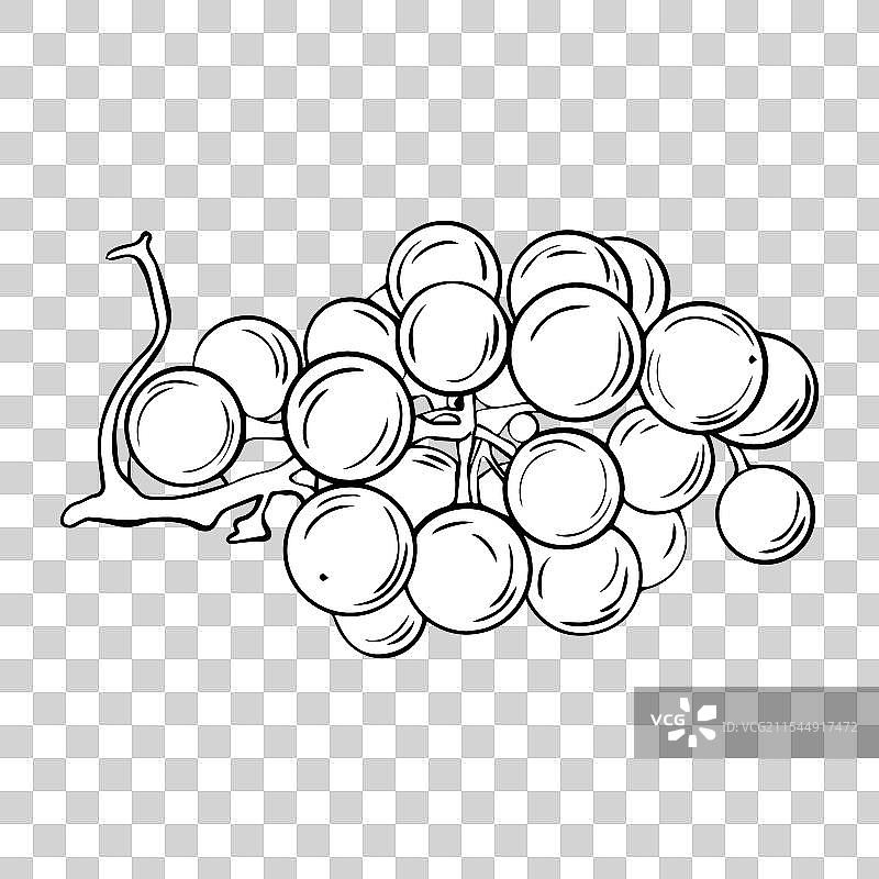 手绘的葡萄藤葡萄枝条素描图片素材