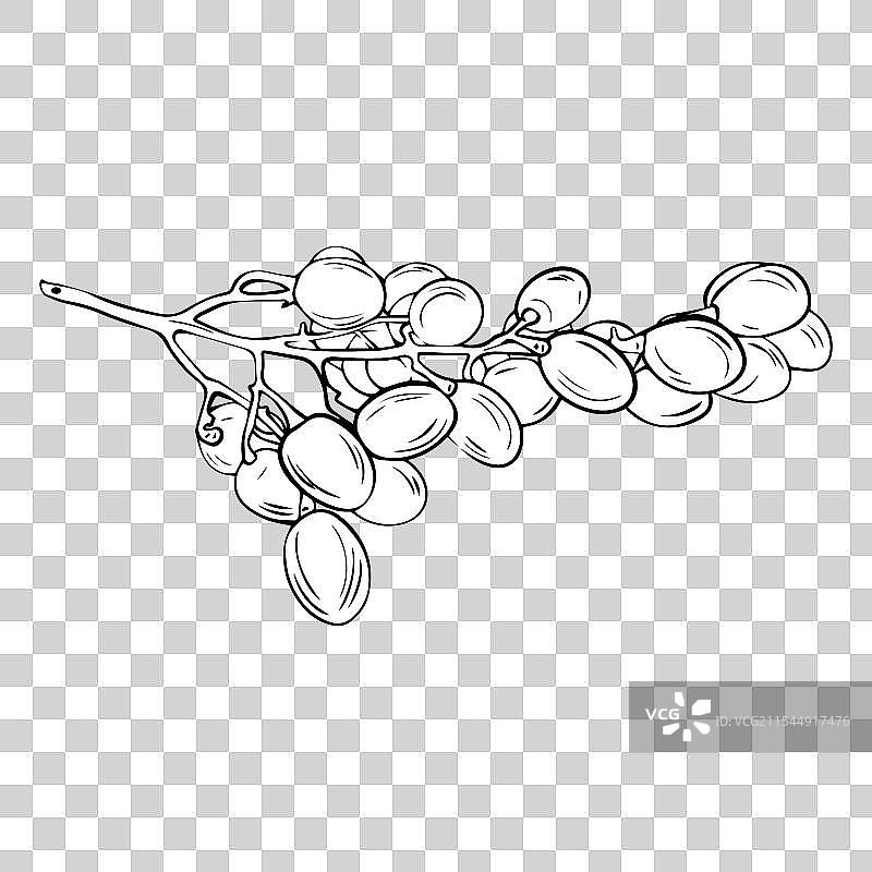 手绘的葡萄藤葡萄枝条素描图片素材