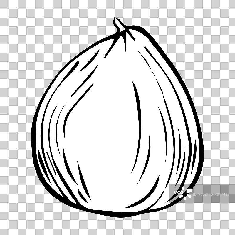 白色背景上的南瓜铅笔素描图片素材