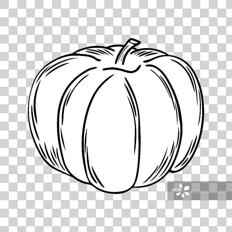 白色背景上的南瓜铅笔素描图片素材