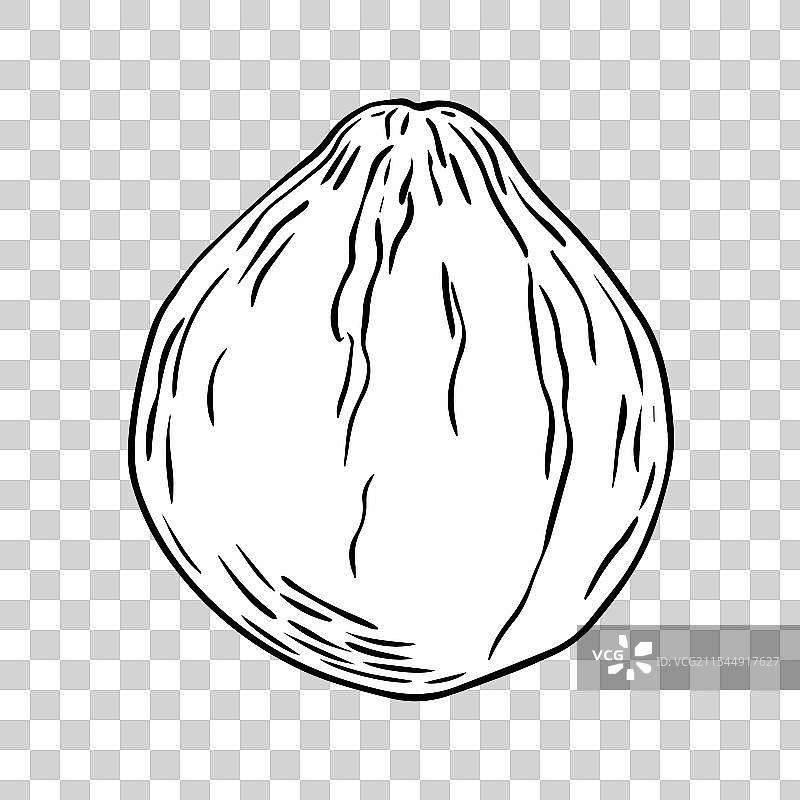 白色背景上的南瓜铅笔素描图片素材