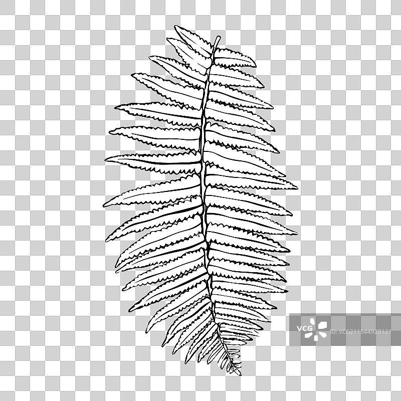 手绘蕨类植物轮廓素描叶子图片素材