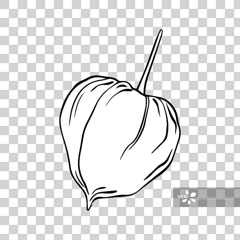 灯笼果简单线条画图片素材