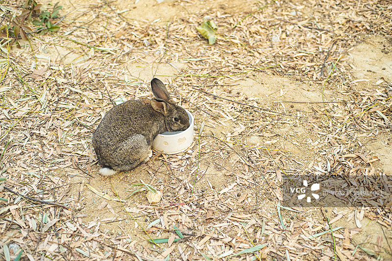 中国家畜牲口拍摄主题，农舍里喂养的灰色棕色的小兔子正在觅食吃食物，户外无人图像摄影图片素材